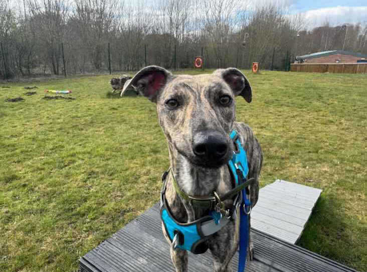 Please retweet to help Pea find a home #ChesterLeStreet #CountyDurham 
Available for adoption from the RSPCA ✅
Details or apply for Pea below👇
rspca.org.uk/findapet/searc…
Lovely Lurcher aged 1.
I need training how to sit nicely (and then I can master the rest). 
I could live with
