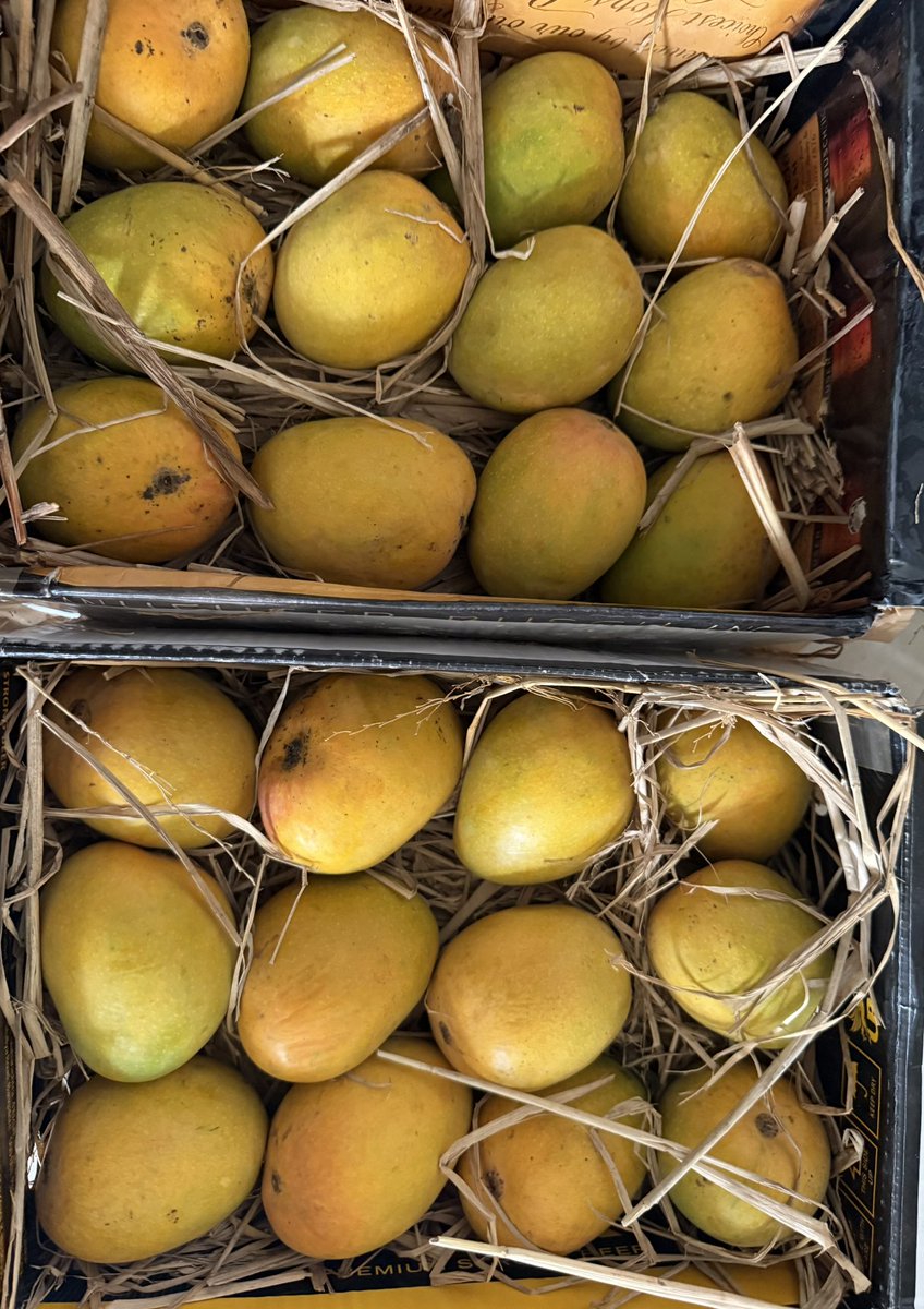 i-Trade - DJ (@itrade191) on Twitter photo Finally got much-awaited Organic Ripped Alphonso Mangoes—a sweet gift from a dear friend. These are juicy, and truly a treat worth savoring! 🍋✨
If you're a mango lover, you must try these. They deliver all across India! Reach out to 🥭💛 <a href="/iWinnerJain/">Winji Bhai🇮🇳</a> Finally got much-awaited Organic Ripped Alphonso Mangoes—a sweet gift from a dear friend. These are juicy, and truly a treat worth savoring! 🍋✨
If you're a mango lover, you must try these. They deliver all across India! Reach out to 🥭💛 <a href="/iWinnerJain/">Winji Bhai🇮🇳</a>