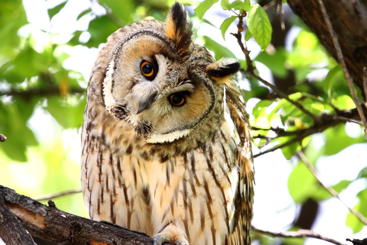 Kulaklı Orman Baykuşu
#hangitür #ebird #ornito #birds #birdsphotography #wildlifephotography #wildlife