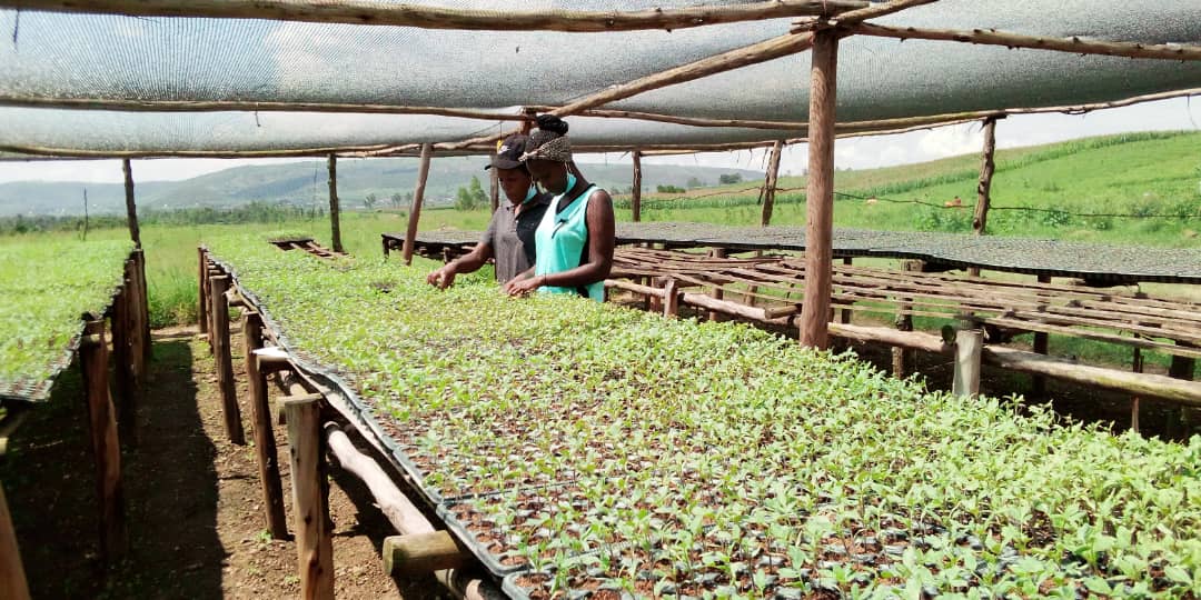 Muri <a href="/Duhinge1/">DUHINGE ISHIMWE COMPANY Ltd</a> <a href="/SectorKinyinya/">Kinyinya Sector</a> <a href="/Gasabo_District/">Gasabo District</a> <a href="/CityofKigali/">City of Kigali</a> gutera Intoryi no kuzitabo  kuri ha 1 birakomeje ubu tuzahinga inyanya,Imiteja,Intoryi na courgete. mubyiciro bitandukanye. <a href="/aeerwanda/">AEE RWANDA</a> <a href="/YATERAOrganiza1/">YATERA Agri-Eco Tourism</a> <a href="/eSoko_Minagri/">eSoKo-MINAGRI</a>  <a href="/RwandaAgriBoard/">Rwanda Agriculture & Animal Resources Devpt Board</a> <a href="/RwandAgriExport/">NAEB</a> <a href="/RwandaAgri/">Ministry of Agriculture & Animal Resources |Rwanda</a>