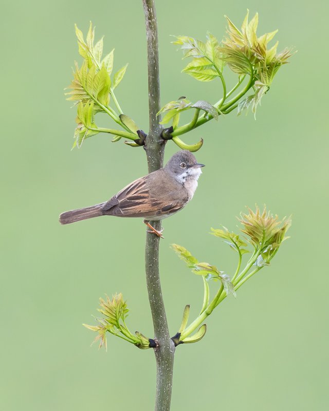 Common Whitethroat on the Wiltshire Downs.
