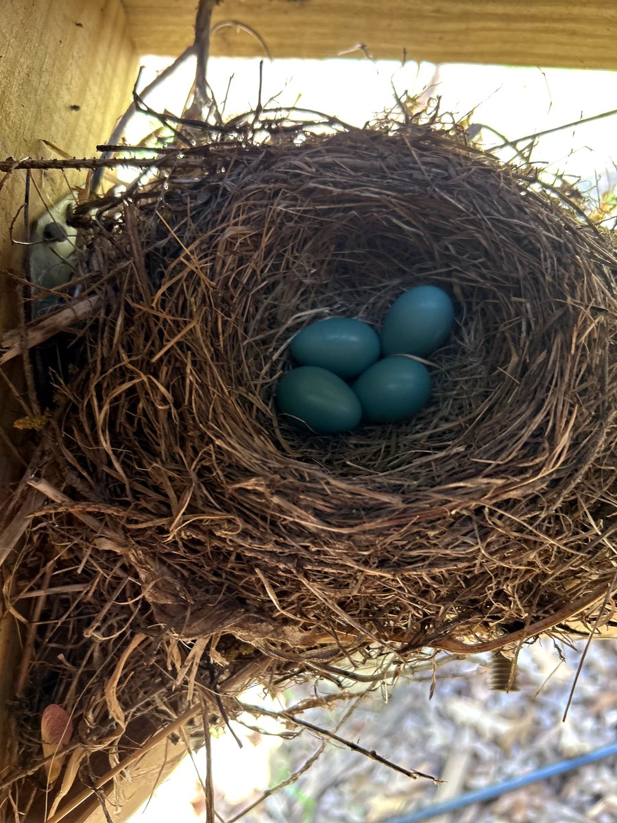 SaplingWoodsNS's tweet photo. 🪺 8 Quick Facts About Robins 🐦
1 Iconic orange belly!
2 Found across North America 🇺🇸
3 Eats worms, bugs &amp; berries 🪱🍓
4 Spring songbird 🎶🌸
5 Cozy, cup-shaped nests 🏡
6 Lays 3–5 blue eggs 🩵
7 Some migrate, some don’t ❄️➡️☀️
8 Lives ~2 years ⏳🌿
Nature’s morning singer! 🌞 https://t.co/xin70ZikNX