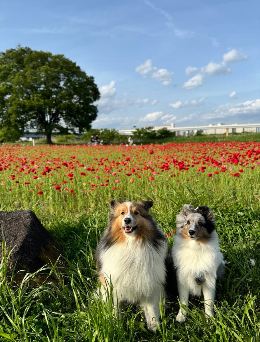 ポピーきれいだったー