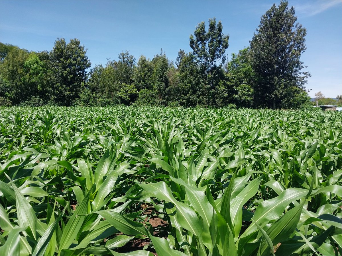 The small-scale farmer MT (@farmingcareer) on Twitter photo <a href="/GKibusia/">Gideon Kibusia</a> <a href="/diangaronald/">Ronald</a> <a href="/rodgers_kirwa/">Mr. Agriculture ๐ฉโ๐พ</a> <a href="/Billngeno/">William Ngeno</a> My 48days then are doing well <a href="/GKibusia/">Gideon Kibusia</a> <a href="/diangaronald/">Ronald</a> <a href="/rodgers_kirwa/">Mr. Agriculture ๐ฉโ๐พ</a> <a href="/Billngeno/">William Ngeno</a> My 48days then are doing well