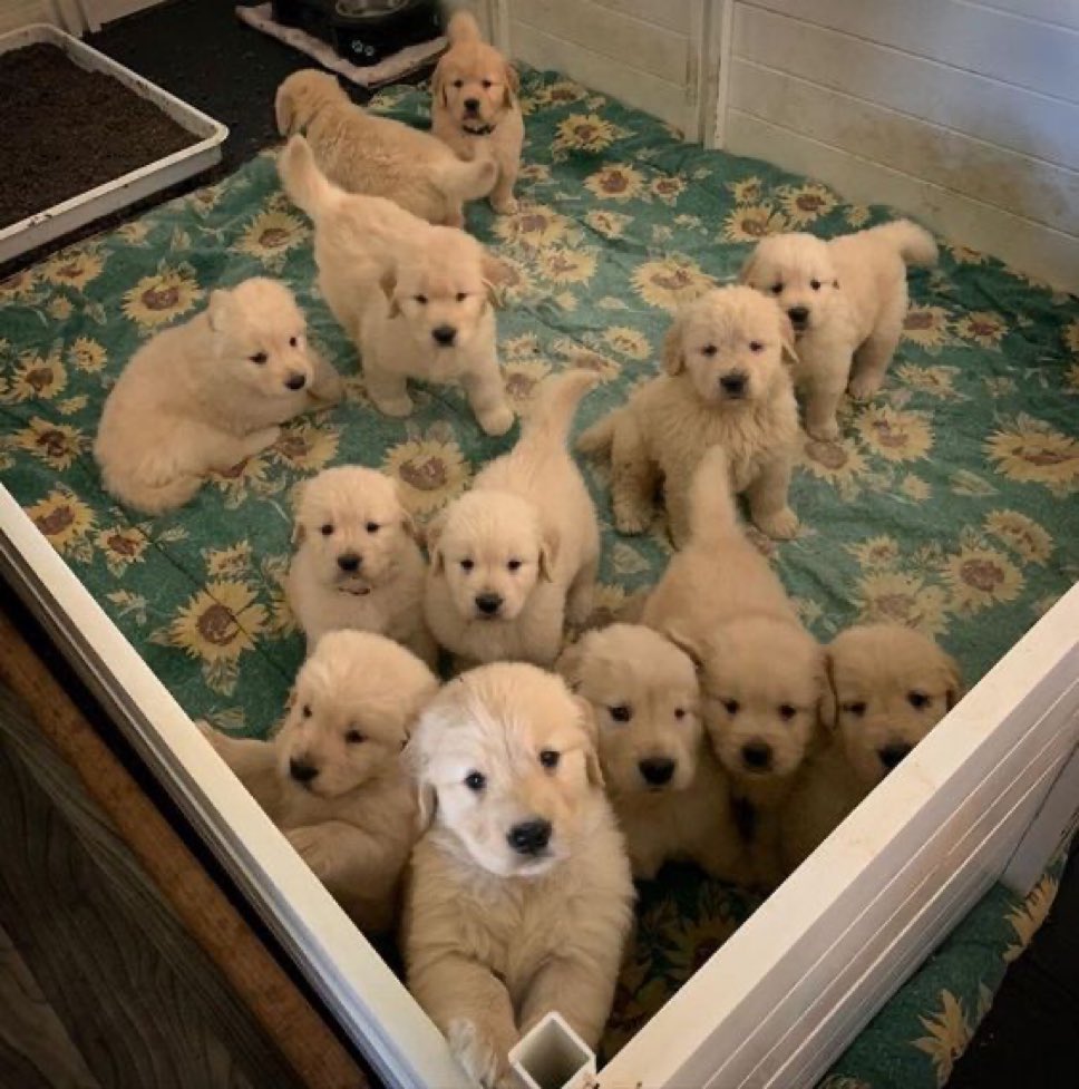 พุดมาเลยเบบี๋เลือกใคร