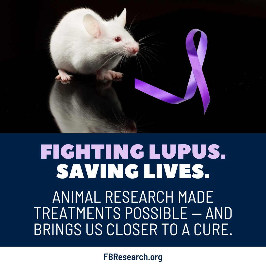 Lupus affects over 5 million people worldwide.

Thanks to animal research, treatments like corticosteroids, NSAIDs and immunosuppressants help manage this chronic autoimmune disease.

Animal models continue to play a vital role in the search for a cure.
#WorldLupusDay