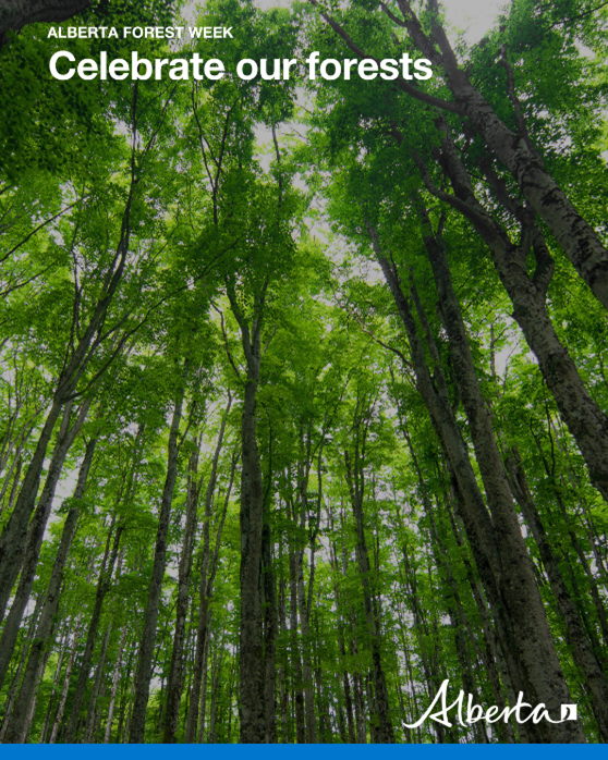 Did you know forests cover more than 60 per cent of Alberta? Alberta Forest Week is a great time to celebrate our forests by keeping them healthy and resilient for future generations to enjoy. Read Minister Loewen's statement: alberta.ca/release.cfm?xI…