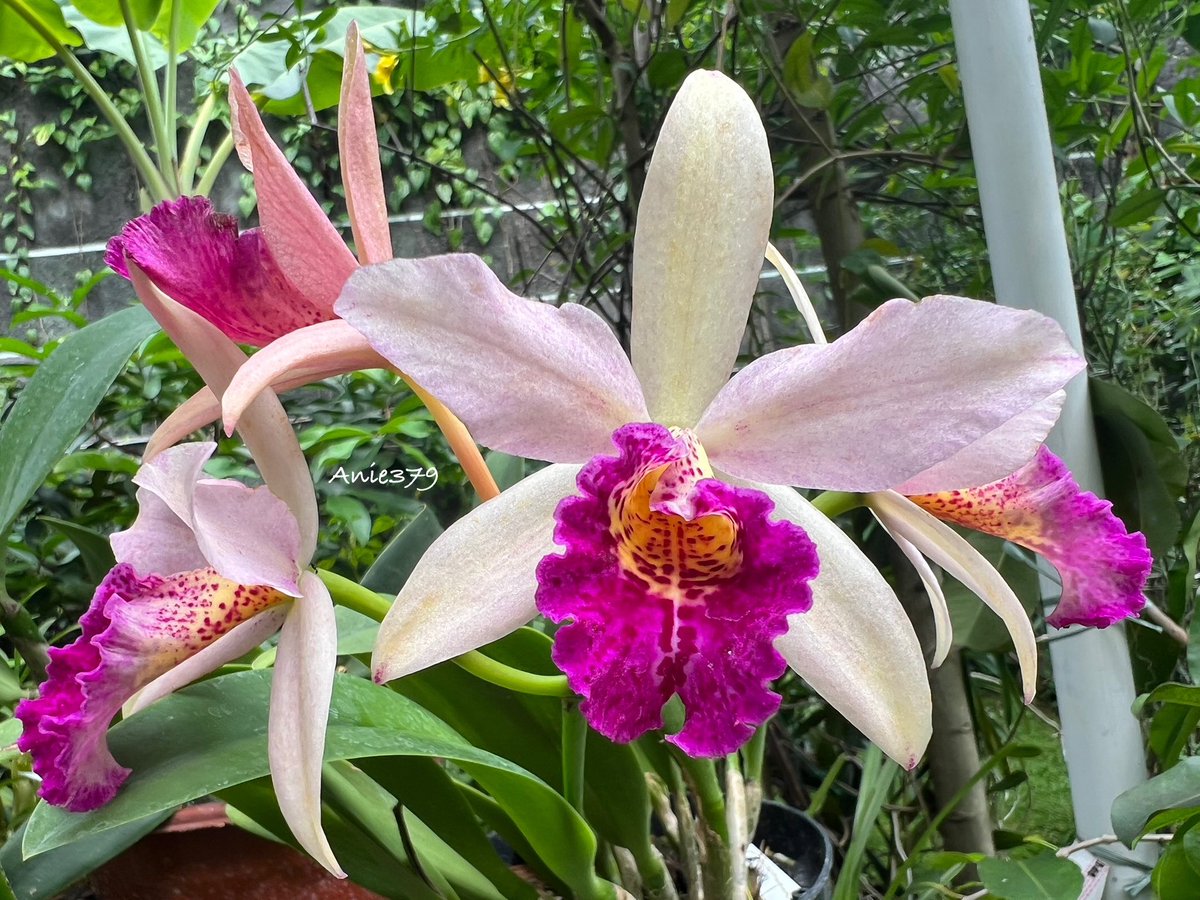 anie_379's tweet photo. The name-tag only said : catleya change colors 🫣😬 gorgeous anyway #orchids #orchidslovers #catleya https://t.co/6Jnw3Vcl3U