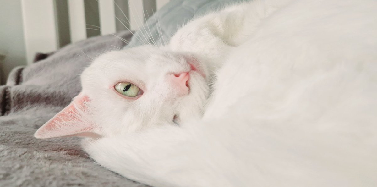 The eye of the Tiger....