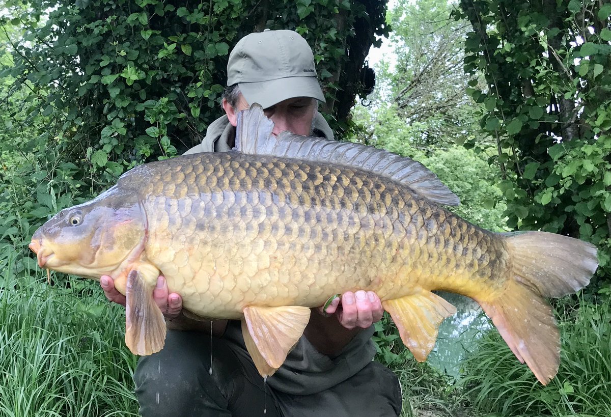 31lb-2oz of angry river common!!!!!
Blimey did this one pull back!!!
🐳💨💨💨😂
#bigladinfrance 
#bigcarpculture 
#lovelytimes 
#mtcbaitsoffical