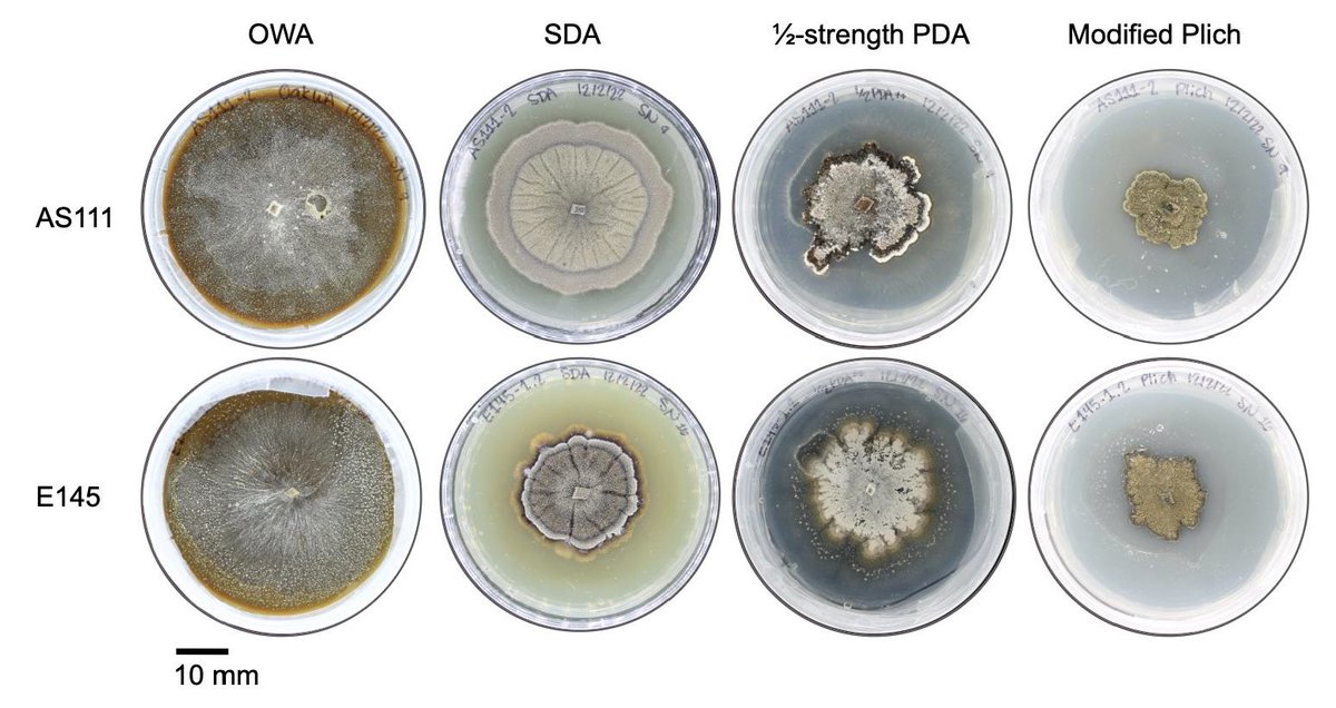 UT Entomology & Plant Pathology (@epp_tn) on Twitter photo Fungal threats like Discula destructiva are a growing concern for forests and ornamental crops. Our latest study investigates how this dogwood anthracnose pathogen breaks down plant defenses using powerful enzymes. #epptn <a href="/UTAgResearch/">UT AgResearch</a>
Learn More: pubmed.ncbi.nlm.nih.gov/40298335 Fungal threats like Discula destructiva are a growing concern for forests and ornamental crops. Our latest study investigates how this dogwood anthracnose pathogen breaks down plant defenses using powerful enzymes. #epptn <a href="/UTAgResearch/">UT AgResearch</a>
Learn More: pubmed.ncbi.nlm.nih.gov/40298335