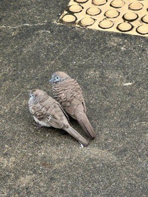 We can also be like this pair of birds, walking in the garden without worry!