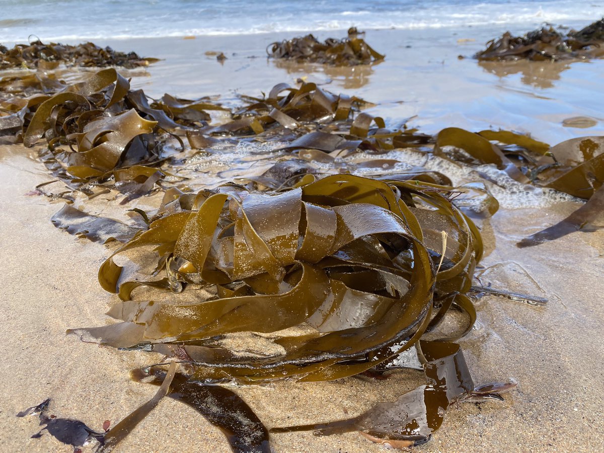 Rockpoolschool1's tweet photo. Choppy sea bank holiday beach treasures 🌊 🌬️ 💎 

#bankholiday #bankholidayweekend #bankholidaymonday #whitleybay #NorthTyneside #beachlife #beachwalk #choppysea https://t.co/AJ5tEMgMhL