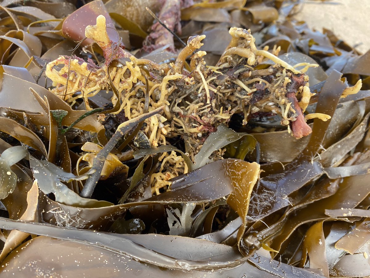 Rockpoolschool1's tweet photo. Choppy sea bank holiday beach treasures 🌊 🌬️ 💎 

#bankholiday #bankholidayweekend #bankholidaymonday #whitleybay #NorthTyneside #beachlife #beachwalk #choppysea https://t.co/AJ5tEMgMhL