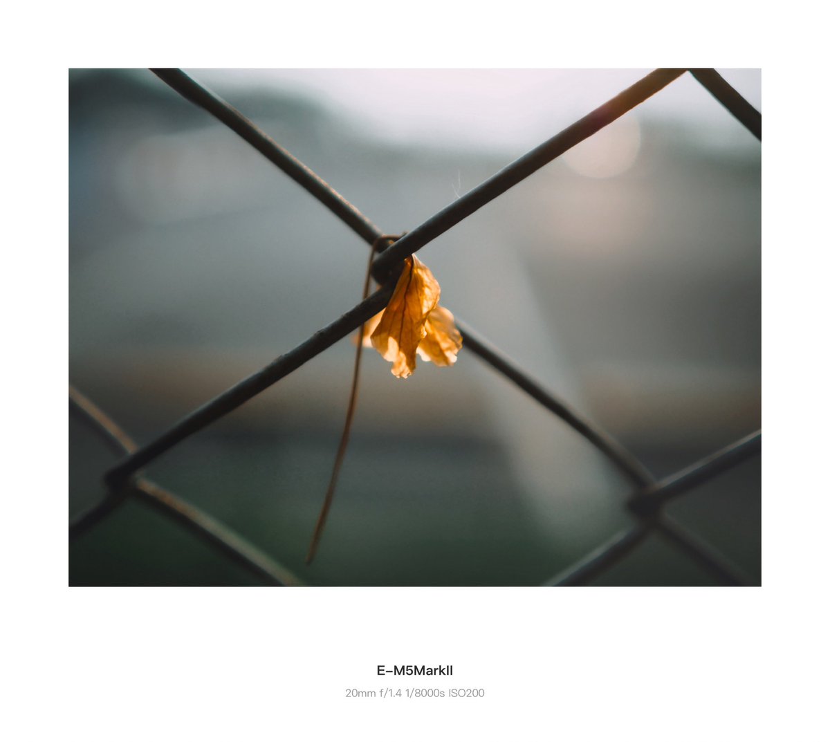 nuanerawee's tweet image. No words needed… just soft light and a fallen flower by the fence, quietly saying everything the heart can’t. 🥰❤️
#nature #naturephotography
#sunset
