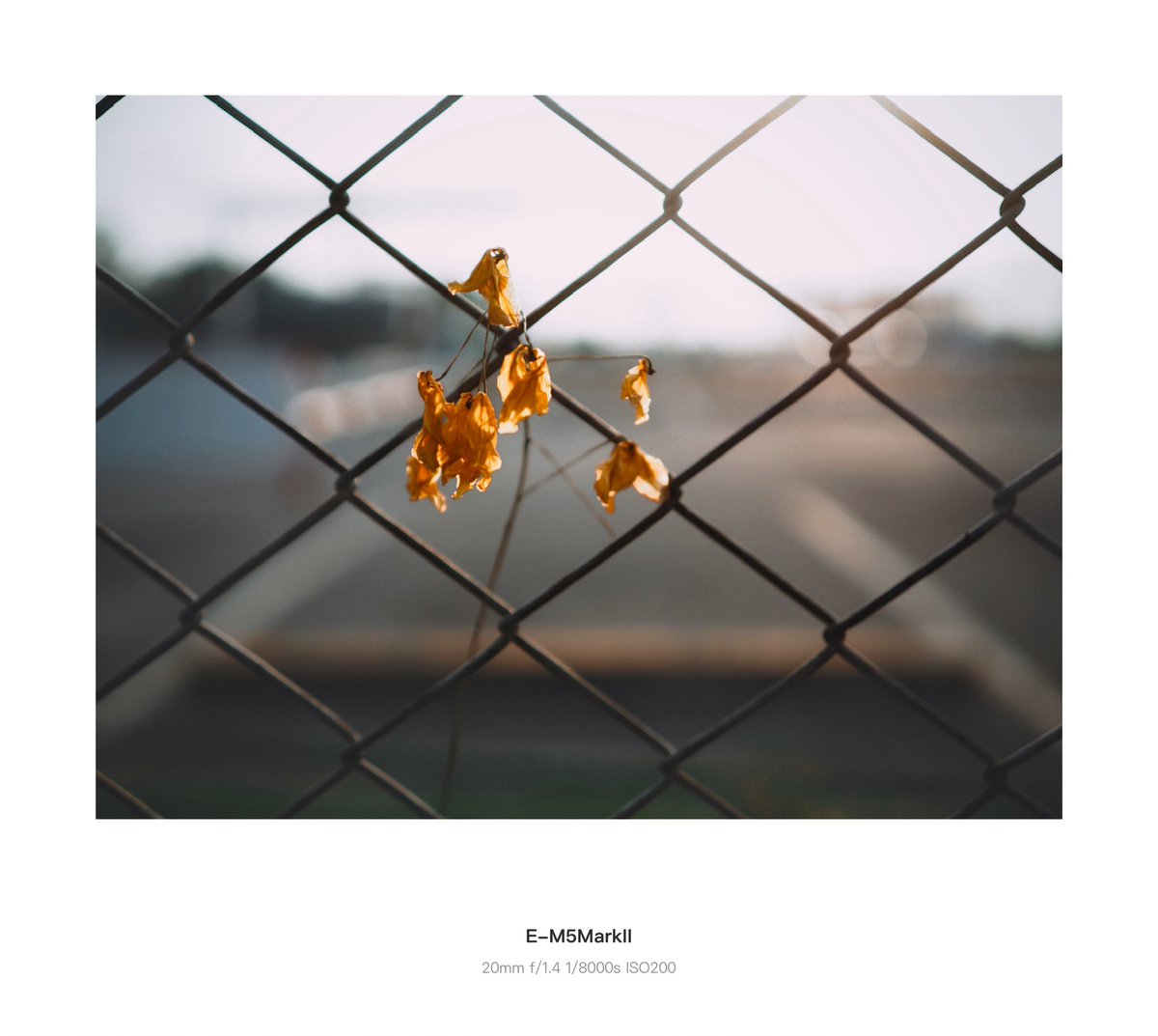 nuanerawee's tweet image. No words needed… just soft light and a fallen flower by the fence, quietly saying everything the heart can’t. 🥰❤️
#nature #naturephotography
#sunset