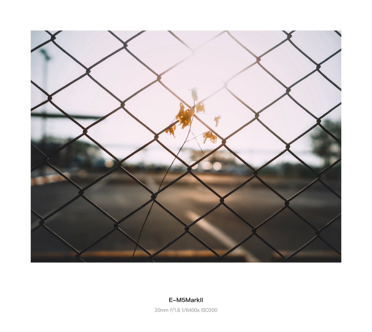 nuanerawee's tweet image. No words needed… just soft light and a fallen flower by the fence, quietly saying everything the heart can’t. 🥰❤️
#nature #naturephotography
#sunset