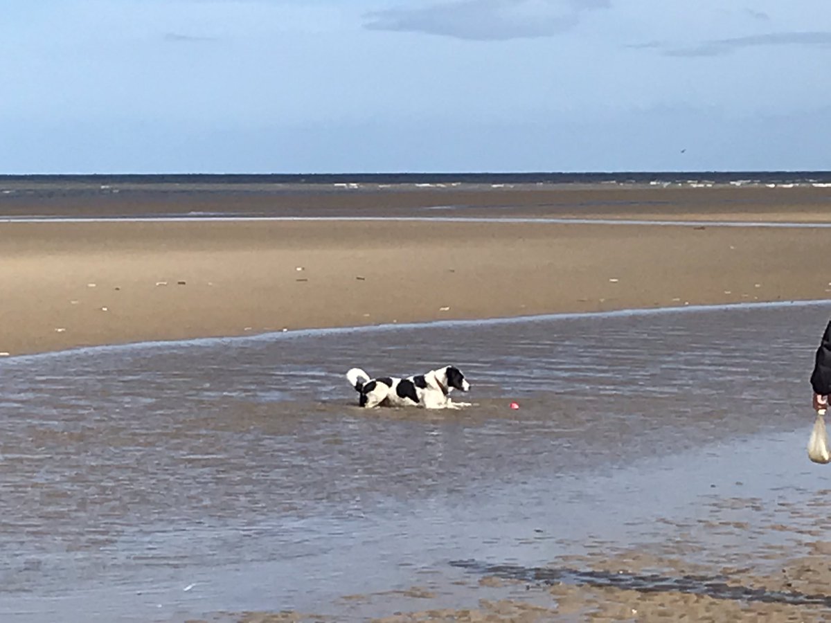 My pup got a year older today, we celebrated by going to his favourite beach, he loved it and so did we.