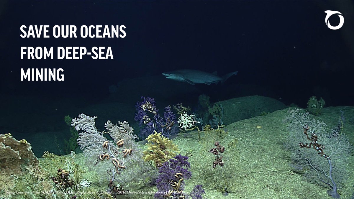 The deep sea plays a vital role in sustaining life on our planet. But the Trump administration is fast-tracking deep-sea mining, putting delicate marine ecosystems at risk.  

Tell U.S. Congress to stand up to protect our oceans: oceana.ly/3GRMvjU