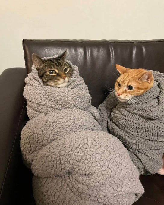 Punch Cat (@punchingcat) on Twitter photo 