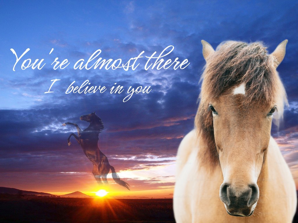 horse (@horseimage) on Twitter photo 