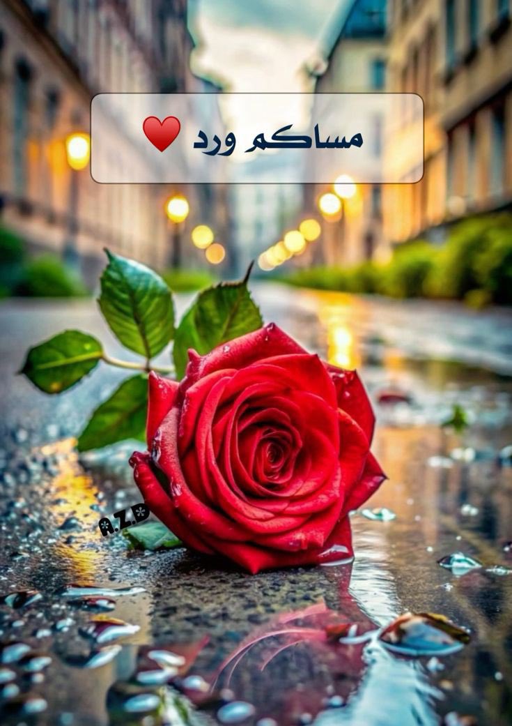 رجل وما استسلمْتُ قَبلُ لفارسٍ
مالي أمام عيونها مستسلِمُ !؟

أأعودُ منتصِرا بكل معاركي
وأمام عَيْنيها البريئة أُهْزَمُ !؟

أنا شاعرٌ ما أسعفتْه حروفه
الحبُّ من لغة المشاعر أعظمُ

لي ألف بيتٍ بالفصيح أجدْتُها
لكنني في حبها أتلعثمُ!