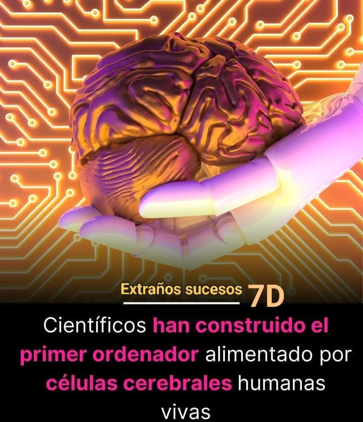 Jacob_Vala's tweet photo. 😱👀📣Primer ordenador biológico⚠️💠🆕️

La computación da un giro inesperado con la llegada del CL1, el primer ordenador comercial basado en neuronas humanas. Diseñado por la startup australiana Cortical Labs, este innovador dispositivo promete cambiar el futuro de la inteligencia artificial y la robótica

En un anuncio que podría marcar un antes y un después en la computación, la empresa australiana Cortical Labs ha presentado el CL1, el primer ordenador biológico comercial que emplea neuronas humanas para procesar información.

El dispositivo, lanzado en el Mobile World Congress de Barcelona, funciona gracias a células cerebrales cultivadas en laboratorio, integradas en un chip de silicio. A través de un sistema operativo de inteligencia biológica (biOS), estas neuronas pueden ejecutar código y realizar tareas informáticas, abriendo la puerta a una computación más eficiente y adaptable.

Brett Kagan, director científico de Cortical Labs, describe el CL1 como “un cuerpo en una caja”, destacando su capacidad para aprender y evolucionar de forma similar a un cerebro humano.
#ciencia 

#estraños #Sucesos #7d 

#computer #computadoras #neurology #neurologia #celulasmadre #celulas 
#IA #inteligenciaartificial #robotics #robotica
#Noticias #viral