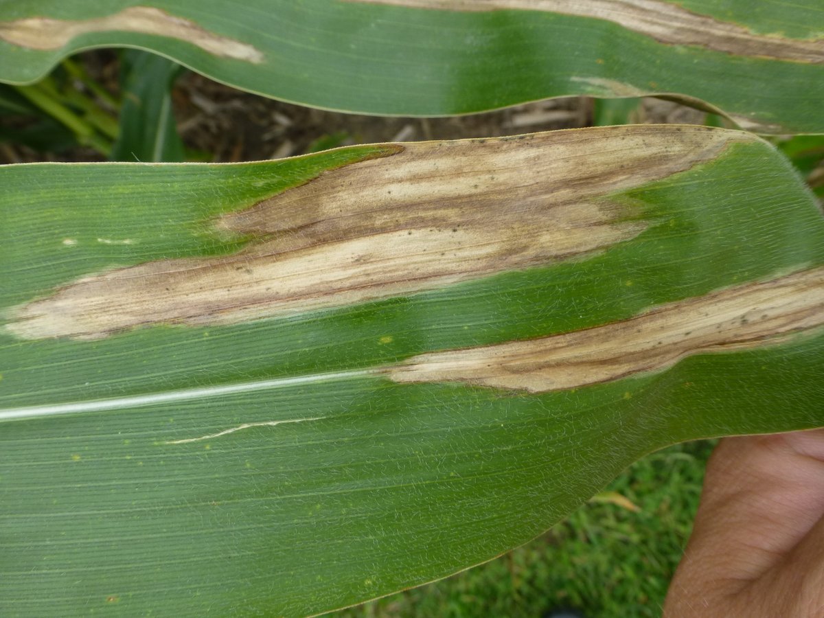 Crop Protection Network tweet media