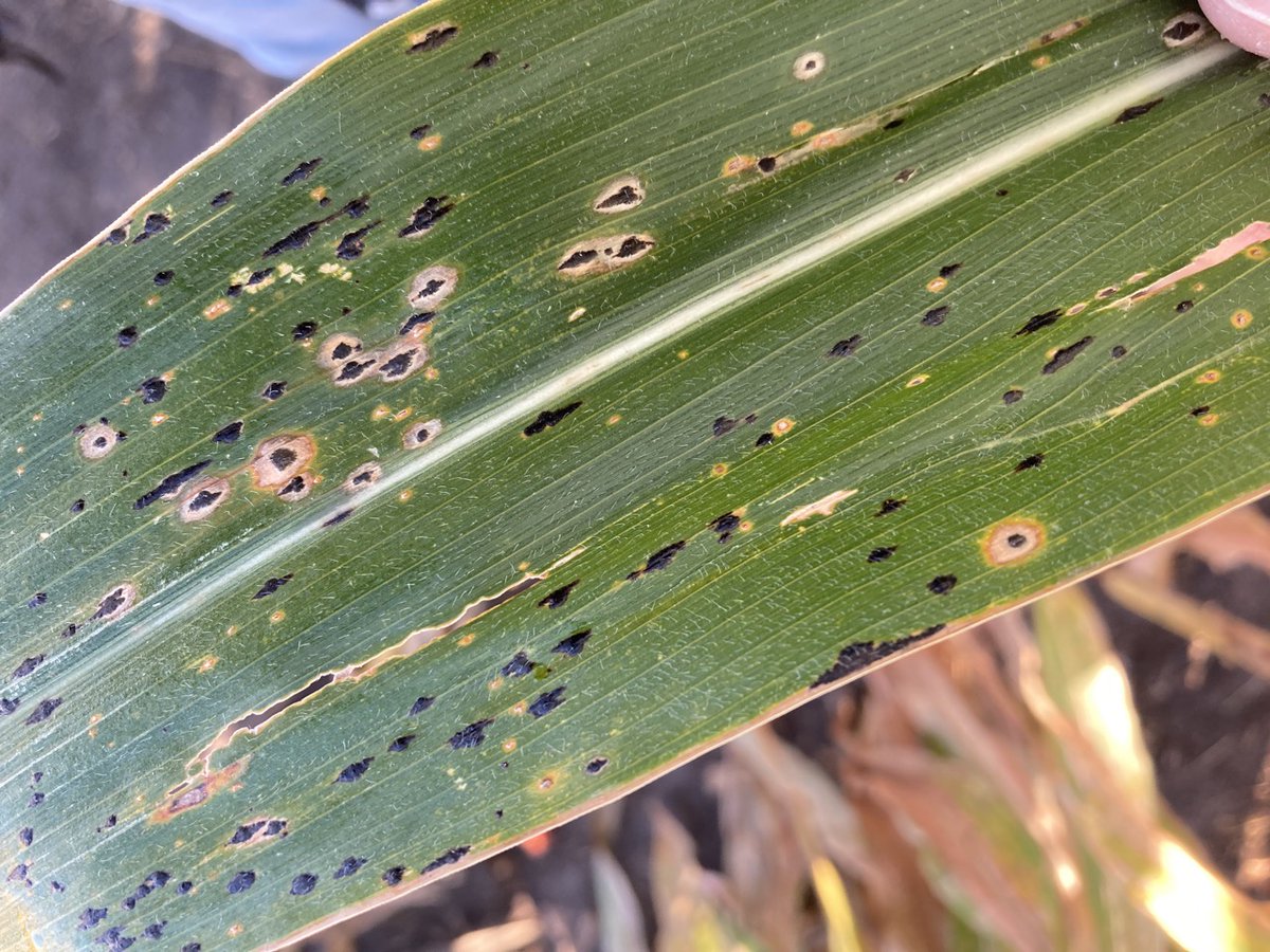 Crop Protection Network (@cropnetwork) on Twitter photo Will a fungicide be worth it?
Corn Fungicide Return on Investment Calculator at cropprotectionnetwork.org/fungicide-roi-…. Save this site to help with decision-making later this season.
Based on data from <a href="/baldpathologist/">Tom Allen</a> <a href="/MandyBish1/">Mandy Bish</a> <a href="/kmbiss/">Kaitlyn Bissonnette</a> <a href="/SDSUExtension/">SDSU Extension</a> <a href="/MartinChilvers1/">Martin Chilvers</a> <a href="/PACropDoc/">Dr. Alyssa Collins</a> Will a fungicide be worth it?
Corn Fungicide Return on Investment Calculator at cropprotectionnetwork.org/fungicide-roi-…. Save this site to help with decision-making later this season.
Based on data from <a href="/baldpathologist/">Tom Allen</a> <a href="/MandyBish1/">Mandy Bish</a> <a href="/kmbiss/">Kaitlyn Bissonnette</a> <a href="/SDSUExtension/">SDSU Extension</a> <a href="/MartinChilvers1/">Martin Chilvers</a> <a href="/PACropDoc/">Dr. Alyssa Collins</a>