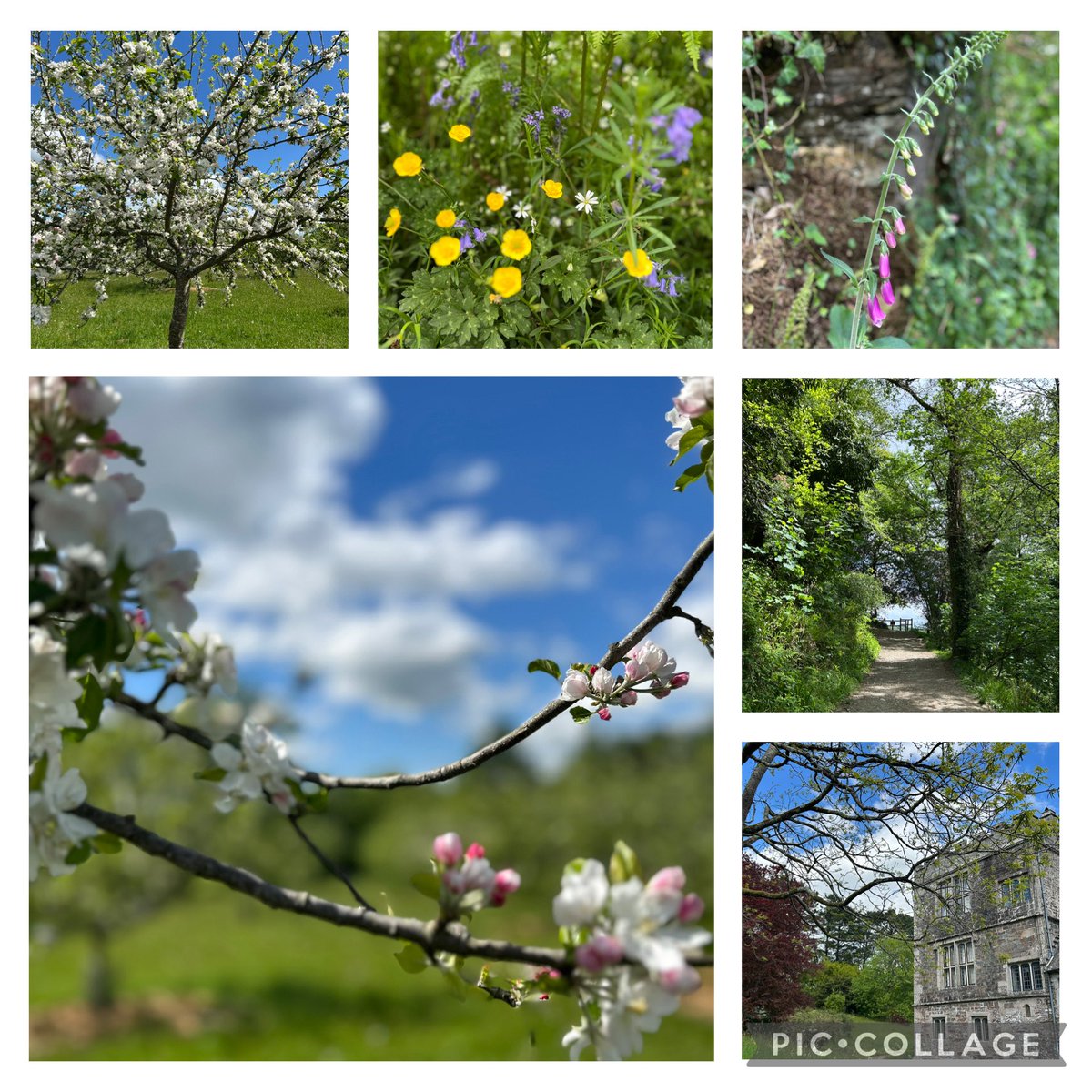 Dawn Potterton (@dawnpotterton1) on Twitter photo Spring in all its glory at Calstock and Cotehele <a href="/CoteheleNT/">Cotehele NT</a> <a href="/nationaltrust/">National Trust</a> <a href="/NTSouthWest/">National Trust South West</a> #BlossomWatch Spring in all its glory at Calstock and Cotehele <a href="/CoteheleNT/">Cotehele NT</a> <a href="/nationaltrust/">National Trust</a> <a href="/NTSouthWest/">National Trust South West</a> #BlossomWatch