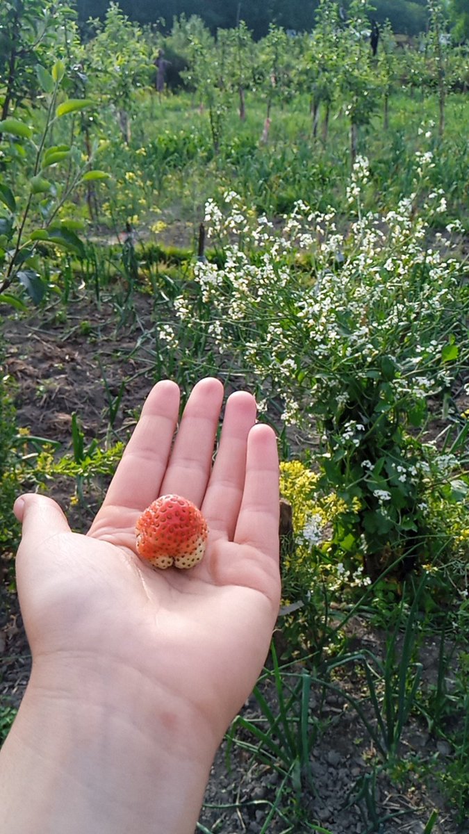 slowbreez019's tweet photo. 🍓 https://t.co/6MWHEz0Bgf