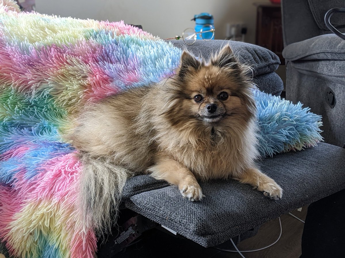 DogCastRadio's tweet photo. Happy Monday! 

It's a bank holiday in the UK, and Mischief approves of bank holiday weekends! ❤️🐶

#monday #mondaymotivation #dog  #bankholidayweekend #bankholidaymonday #dogsonsofas #germanspitzklein #Pomeranian #oneofthefamily #dogsarefamily https://t.co/enwHJePdnw