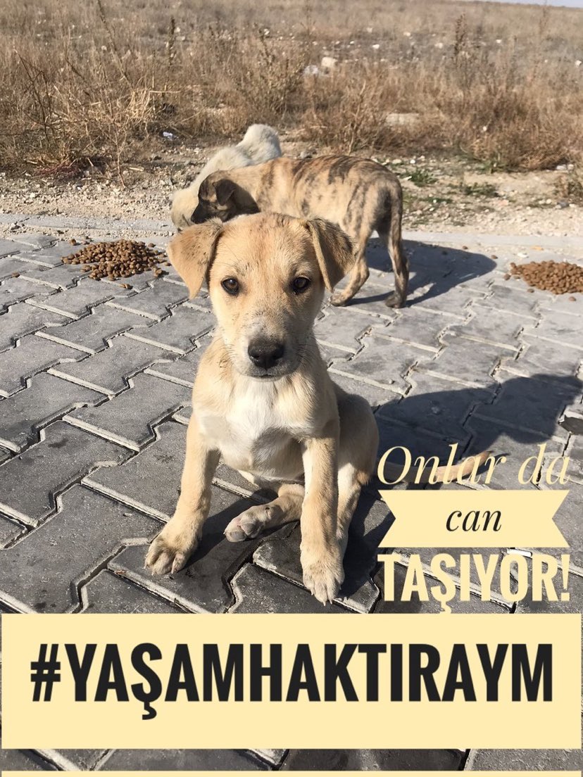 Şiddeti durdurun, tüm yaşamları korumak elinizde!

Ölüm değil çözüm istiyoruz!

<a href="/AYMBASKANLIGI/">Anayasa Mahkemesi</a> <a href="/muhteremince/">Muhterem İnce</a> <a href="/EnginYl/">Engin Yıldırım</a> <a href="/mentes70/">Selahaddin Menteş</a> @MetinKiratli01 @kenanyasarcorum <a href="/YilmazAkcil1968/">Yılmaz Akçil</a> <a href="/YusufsevkiH/">Yusuf Şevki Hakyemez</a>
<a href="/yilmaztunc/">Yılmaz TUNÇ</a> <a href="/AliYerlikaya/">Ali Yerlikaya</a> <a href="/ibrahimyumakli/">İbrahim Yumaklı</a> 

#YaşamHaktırAYM