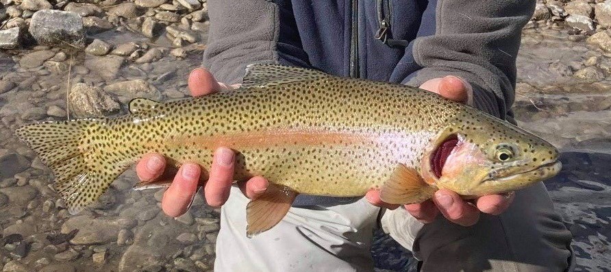 🐟Trout have a message for us about the effects of coal mining in the 🏞 Eastern Slopes, and it’s no “fish tale.” As Lorne Fitch tells us, it’s a ⚠️ warning, and we ignore it at our peril. Read "If Trout Could Talk" at bit.ly/namag_trout-ta…
📸Robert Costa