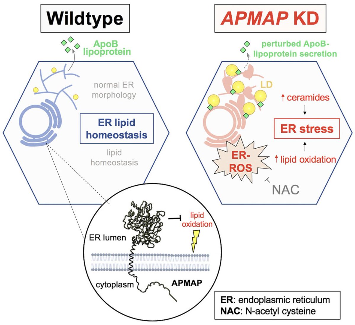 Henne_Lab (@hennelab) on Twitter photo Proud present our latest work led by <a href="/_blessypaul/">Blessy Paul</a>, now in Developmental Cell <a href="/Dev_Cell/">Developmental Cell</a>.
Here, we characterize an ER-localized antioxidant enzyme in humans and Drosophila that acts as a lipid quality control factor to suppress ER lipid oxidation.
cell.com/developmental-… Proud present our latest work led by <a href="/_blessypaul/">Blessy Paul</a>, now in Developmental Cell <a href="/Dev_Cell/">Developmental Cell</a>.
Here, we characterize an ER-localized antioxidant enzyme in humans and Drosophila that acts as a lipid quality control factor to suppress ER lipid oxidation.
cell.com/developmental-…