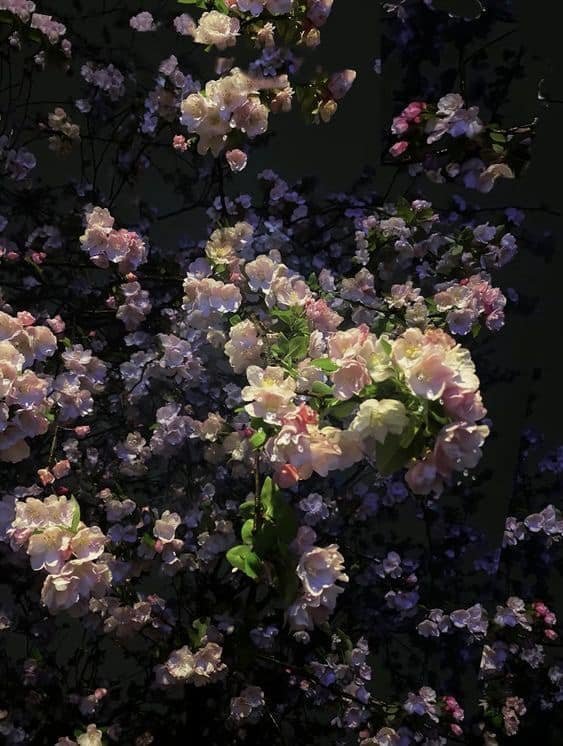 𓆩♡𓆪 tweet media