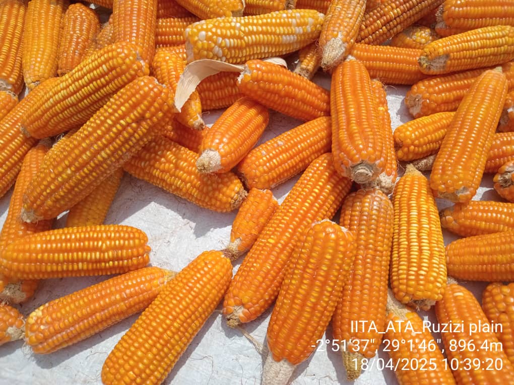 iitauvira's tweet photo. ATA-RDC/SUD-KIVU:RUZIZI:A SUCCESSFUL PROJECT FOR NEW, HIGHLY PRODUCTIVE MAIZE GENOTYPES IN THE RUZIZI VALLEY

Learn more: https://t.co/WCHx41xdQp https://t.co/FN0Ix07Blo