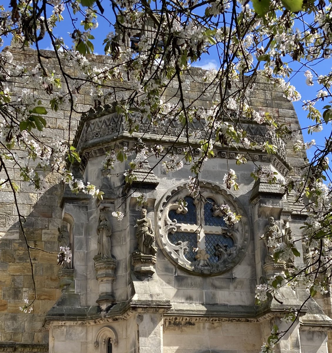 Cherry blossom looking great in today’s sunshine <a href="/VisitScotland/">VisitScotland</a>