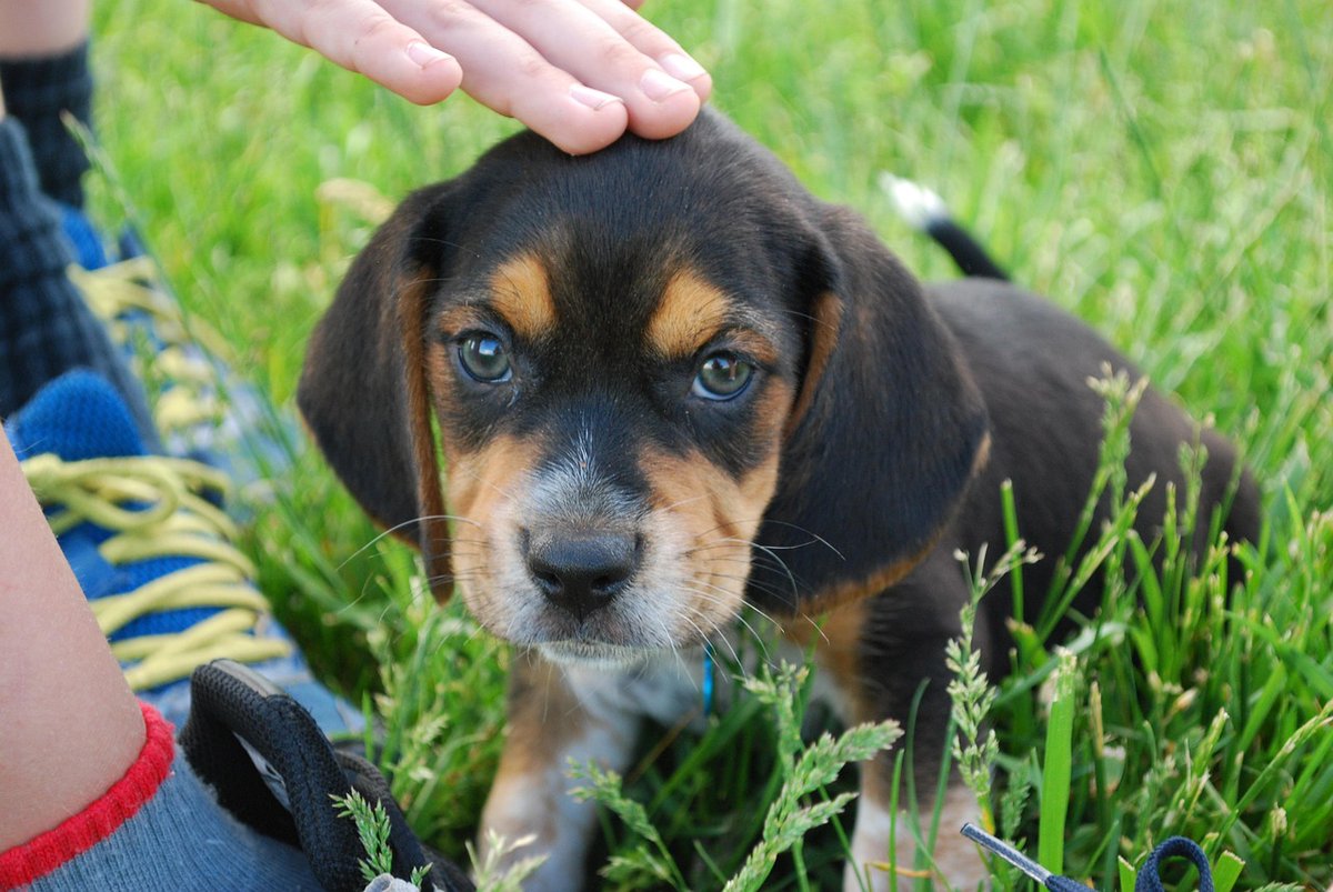BreitbartNews's tweet photo. SAVE THE DOGS: Trump NIH Director Jay Bhattacharya closes down experimentation lab that reportedly killed thousands of beagles https://t.co/gS2sJkSAZ1