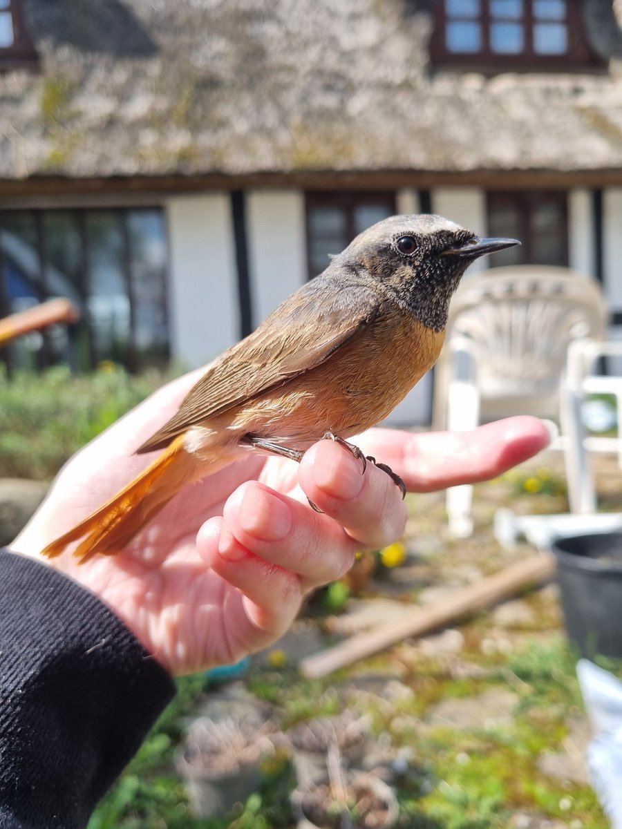 PoofyWithPie's tweet photo. This poor little guy accidentally got inside through a window, and got taken by one of my cats. Luckily he got no injuries and flew off after a little while. 

#nature #photography #NaturePhotography #bird https://t.co/mrbvgTayo9
