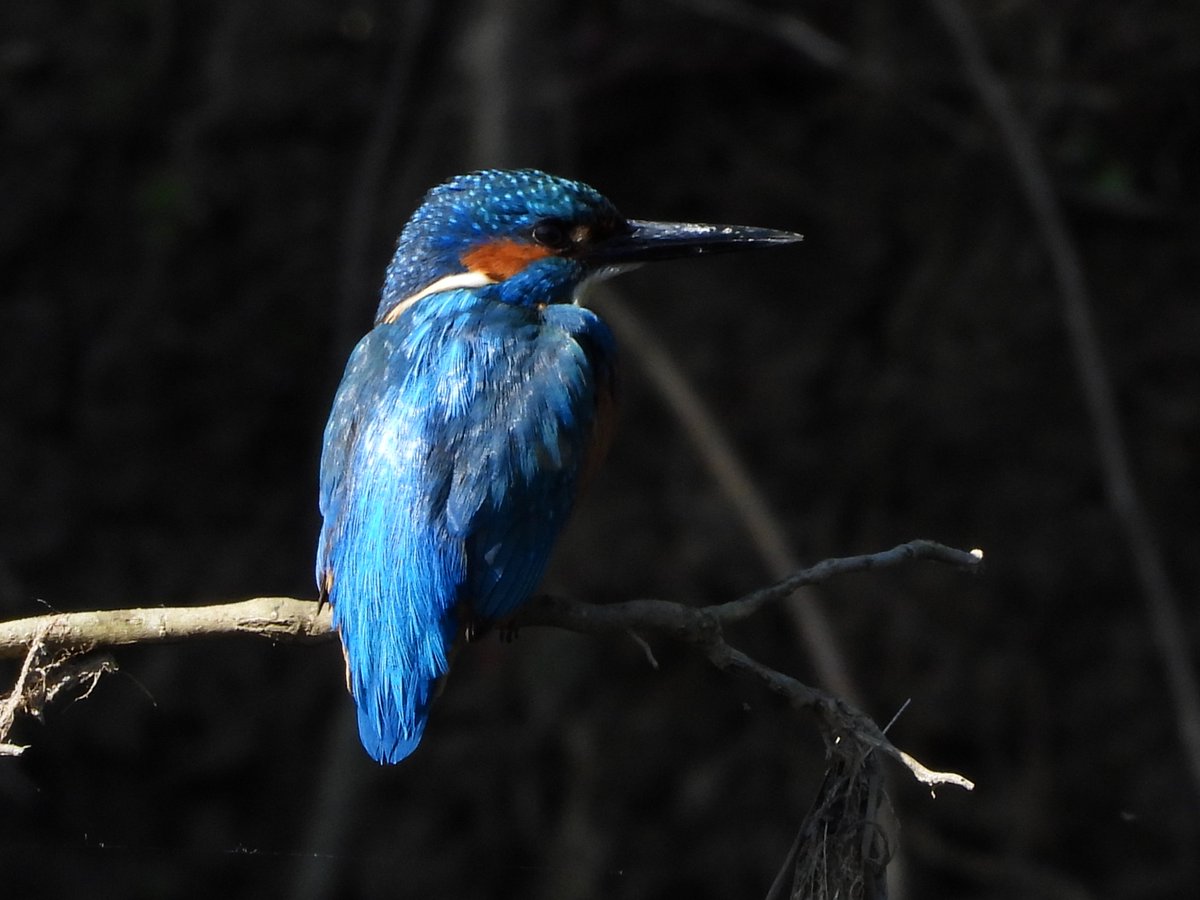 East London Kingfishers (@canalregent) on Twitter photo Monday blues
Kingfisher on the Lea down at Hackney Marshes.
#LondonBirds #nature #wildlife #kingfisher #kingfishers <a href="/Natures_Voice/">RSPB</a> <a href="/LeeValleyPark/">Lee Valley Park</a> <a href="/SaveLeaMarshes/">Save Lea Marshes 🍃💚🍃</a> Monday blues
Kingfisher on the Lea down at Hackney Marshes.
#LondonBirds #nature #wildlife #kingfisher #kingfishers <a href="/Natures_Voice/">RSPB</a> <a href="/LeeValleyPark/">Lee Valley Park</a> <a href="/SaveLeaMarshes/">Save Lea Marshes 🍃💚🍃</a>