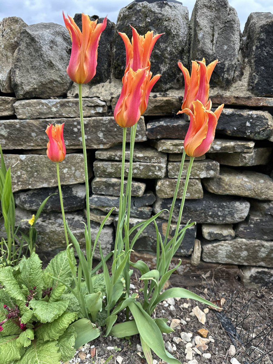 Shibden WI tweet media