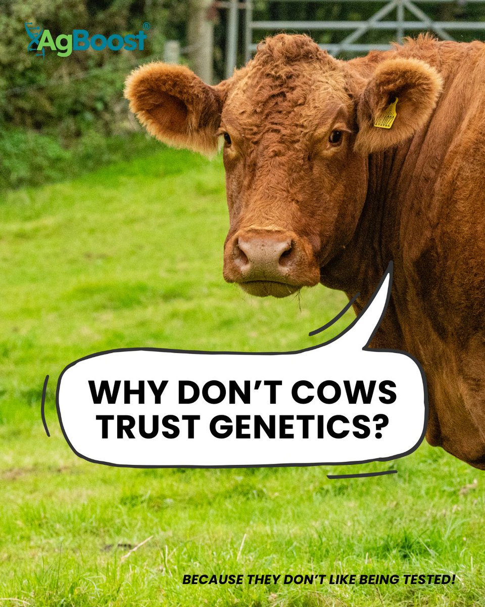 🐄 Why don’t cows trust genetics?
.
.
.
.
.
.
Because they don’t like being tested! 🤣

Luckily, AgBoost makes it easy! Get accurate, insightful genetic reports for your herd today. agboost.ai

#AgBoost #GeneticsWithHumor