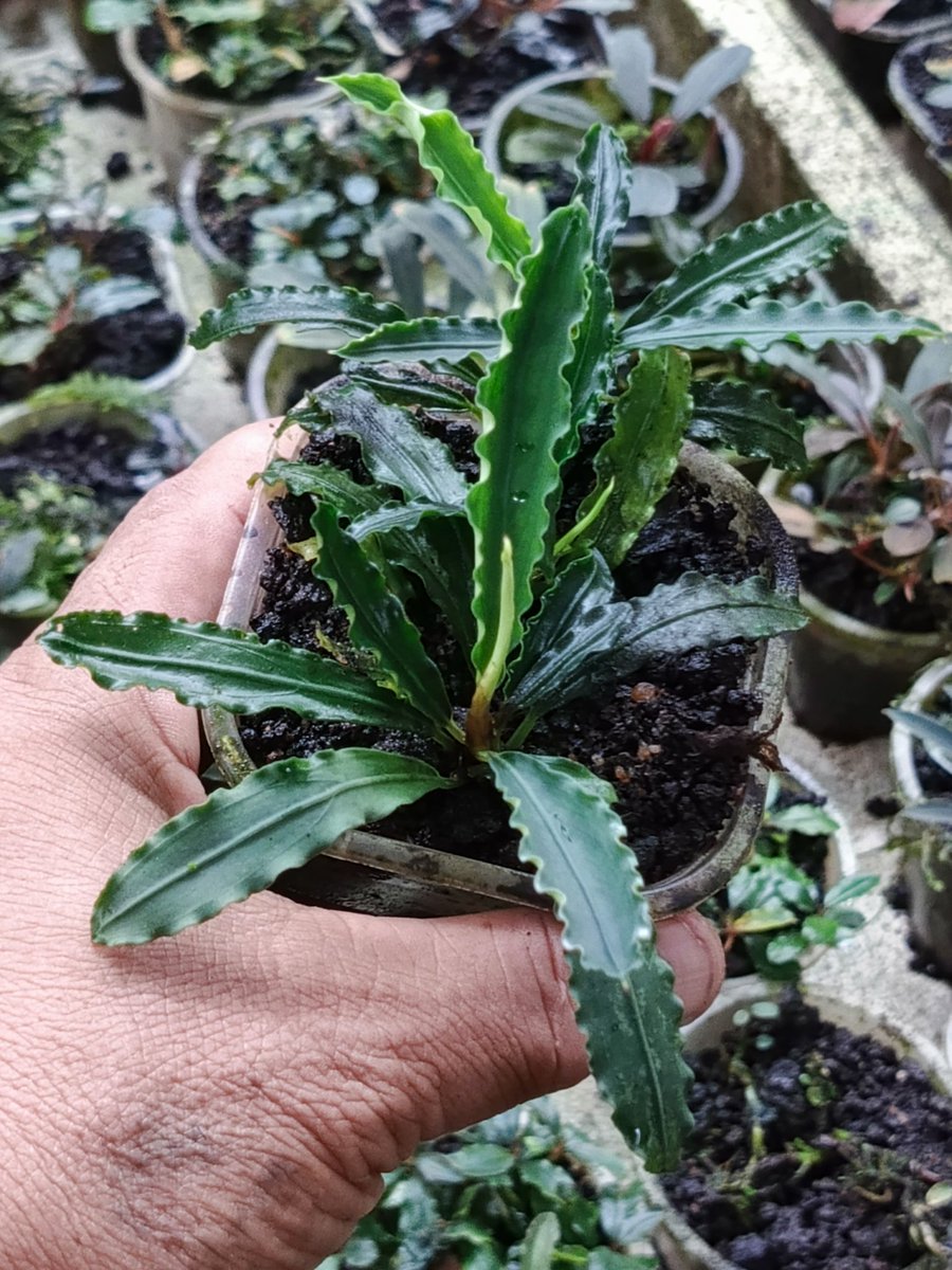 nativeplant13's tweet image. Nokan Nonyan
#bucephalandra #buce #bucephalandraplant #buceplant #bucephalandrasp #bucephalandras #bucep #bucephalandralovers #paludarium #terarium #aquaticplants #teamborneo #nativeplantborneo #ブセファランドラ #ナチュラプランツ