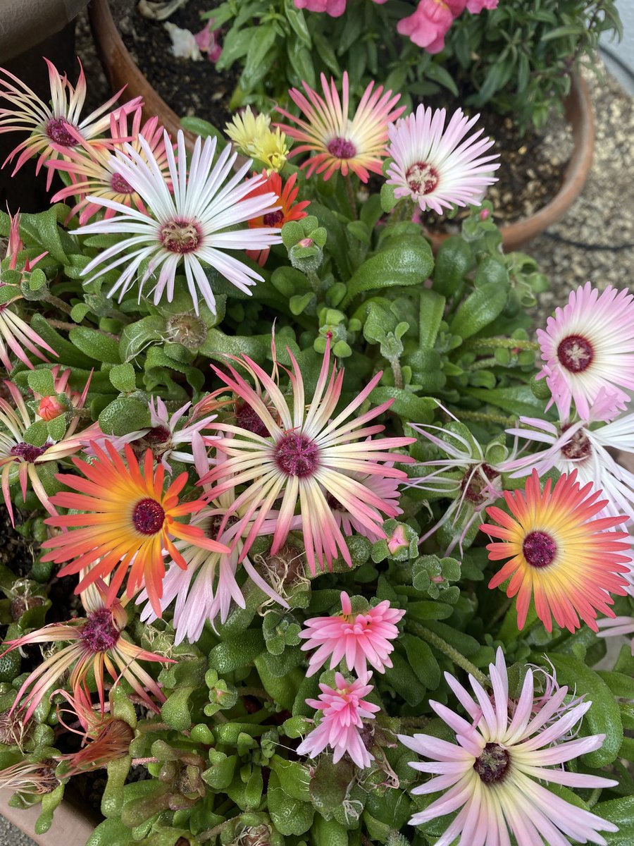 fb9pJqemDsNDSIJ's tweet image. かわいいお花見つけました🌼
#リビングストーンデージー
#OUTOF ORDER
#中村倫也　さん