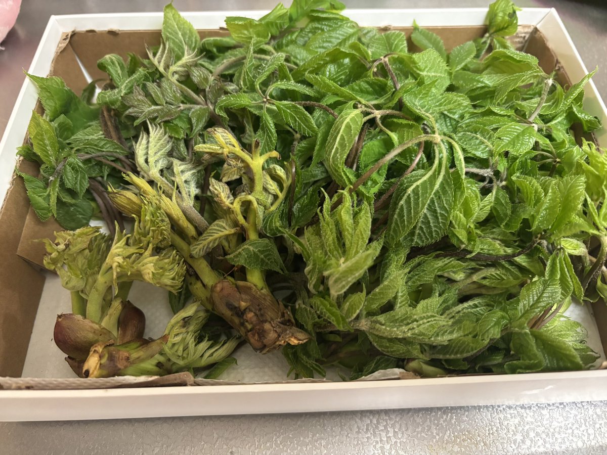 makimpus's tweet photo. 大量にコシアブラ貰ったので混ぜご飯🍚
袴取って洗ったら5分ほど水に晒して、1分塩ゆで。
あとは細かく切って塩昆布やらゴマやらとご飯に混ぜるだけー！
香りが素晴らしい👏✨👏

200gくらいあったので、小分けにして冷凍。
ヒタヒタのお水と共にジップロック冷凍が良いらしい。

山の春の味です https://t.co/HW89eMMdzH