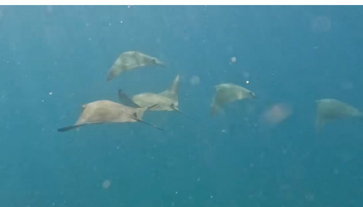 NDJackNolan's tweet photo. Our second snorkel of Sunday took us to Bartolome Island where we added rays and sea stars to our list of snorkel friends. As always plenty of beautiful fish. And we saw our first Galapagos Penguins of the trip! #TheQuasarWay https://t.co/Yck94ReNRU