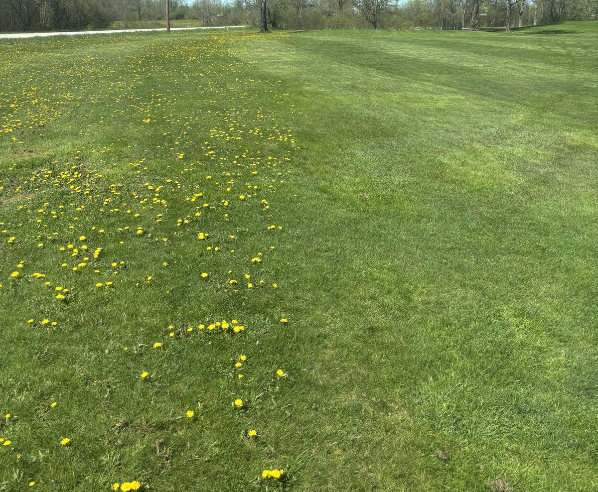 On the right are the spring results of making a fall application of <a href="/CortevaUS/">Corteva U.S.</a> ‘s DEFENDOR.
On the left, there was no fall application.   
Easy decision.