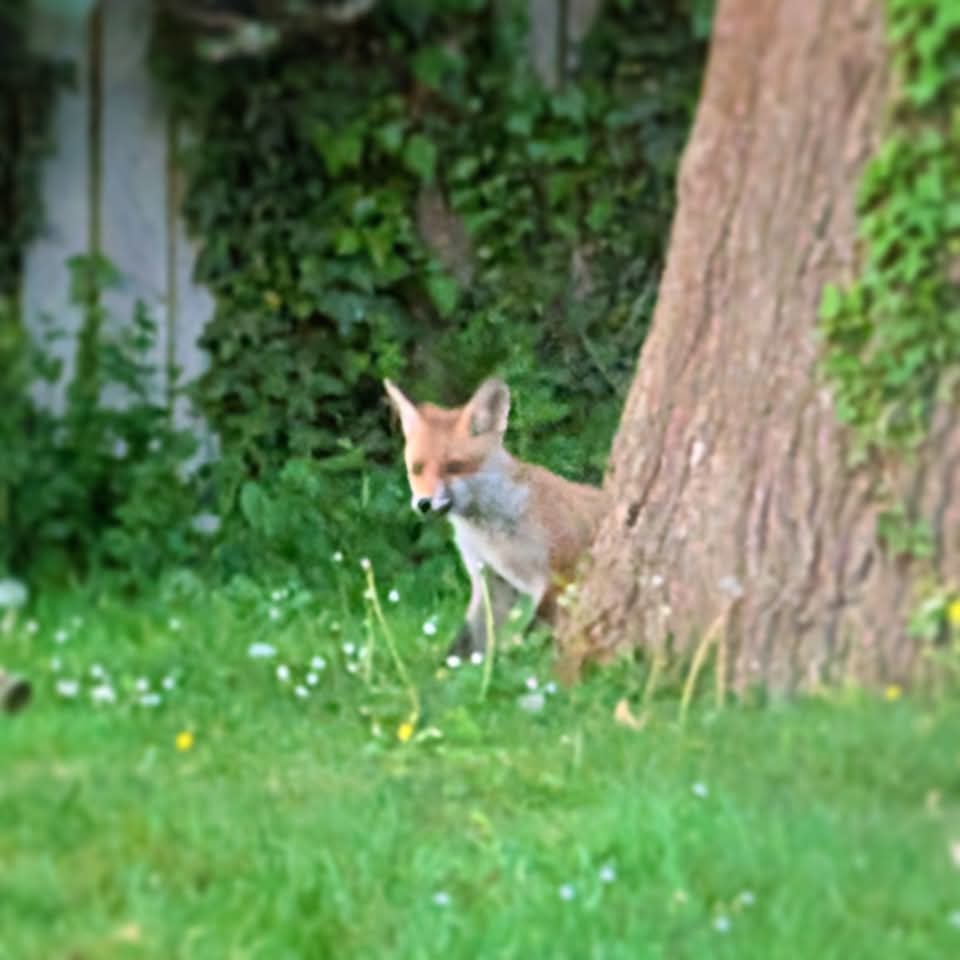 New fox cubs in our garden!