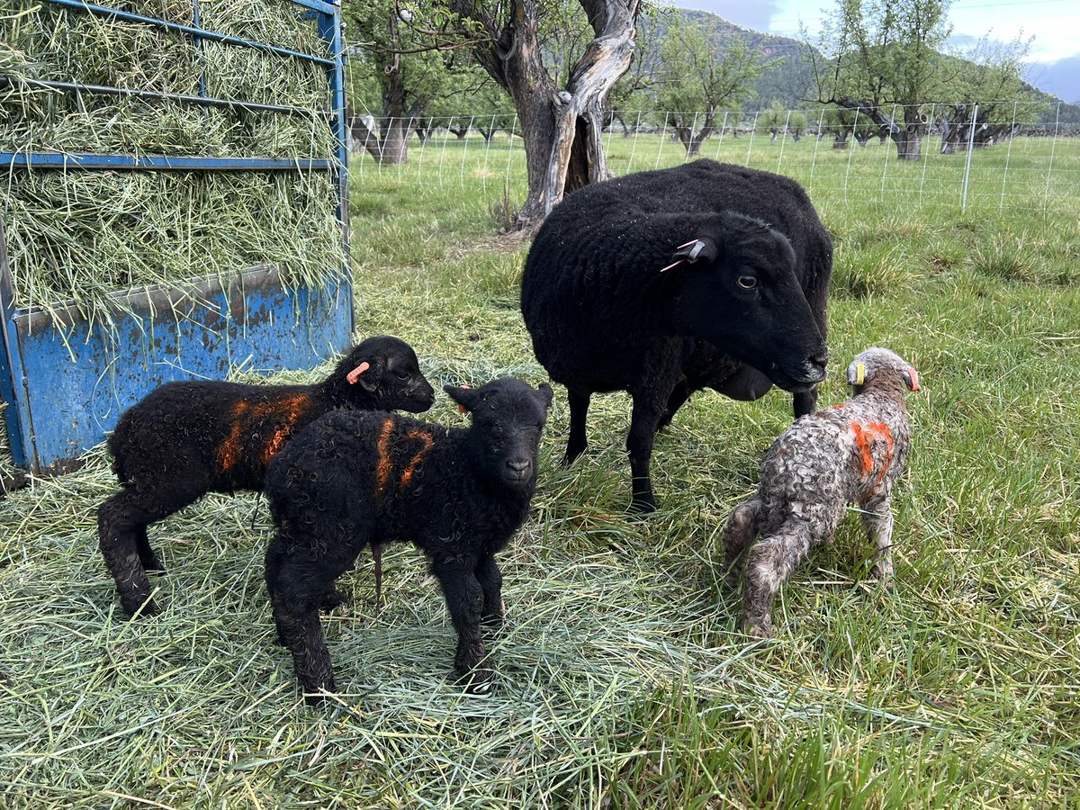 Morning check lots of lambs. Dora twins by Bedwyr both black no pix then Carra-sue triplets by Badden  all ewes white, badger face and black! A bit muddy